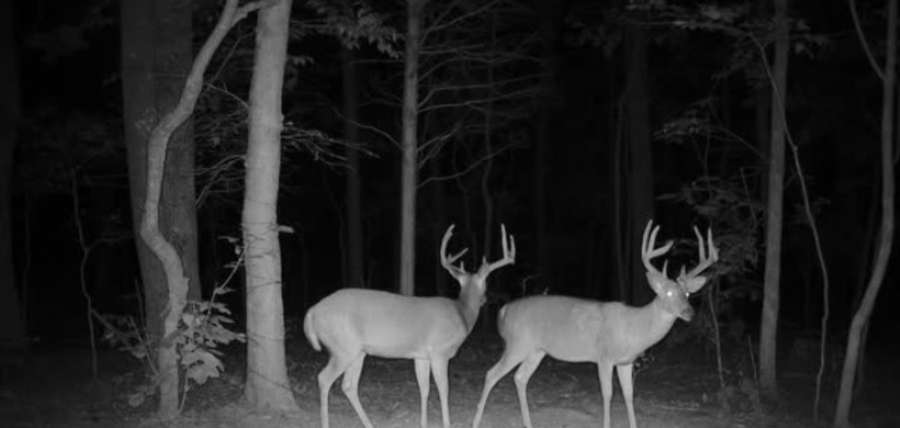41 Wooded Acres with Home, Superb Deer & Turkey Hunting, and Shawnee Forest Access